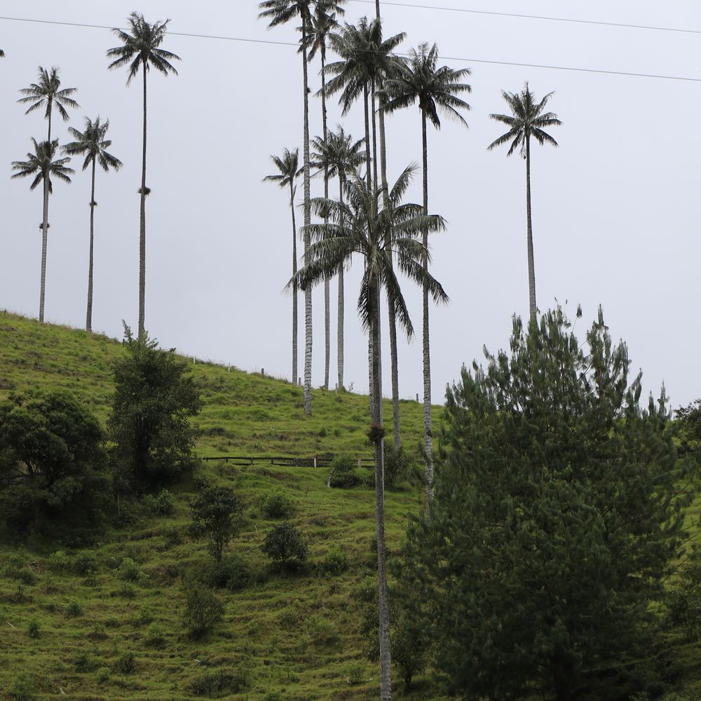 Palmas de cera en el paisaje del Quindío