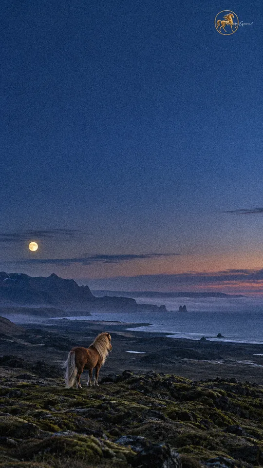 Una yegua islandesa alazana de crin rubia sobre los campos de lava negra al salir la luna.