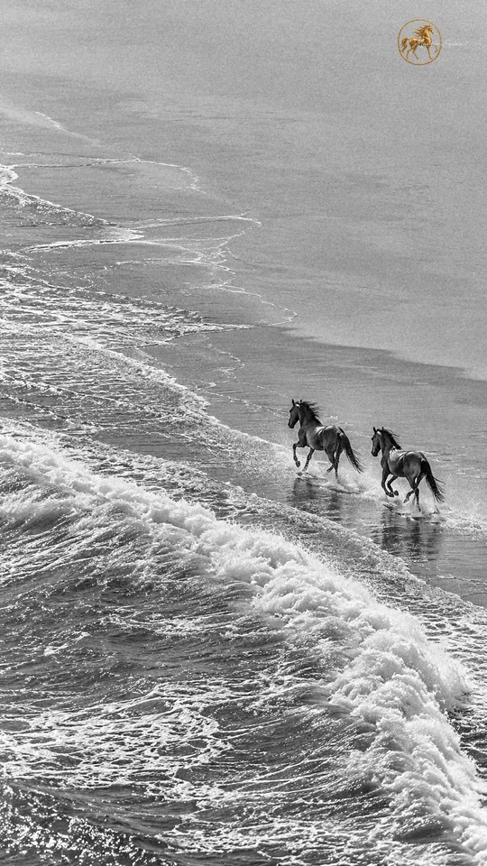 Dos caballos sorraia corren por la orilla de una playa desierta bajo acantilados, en blanco y negro.