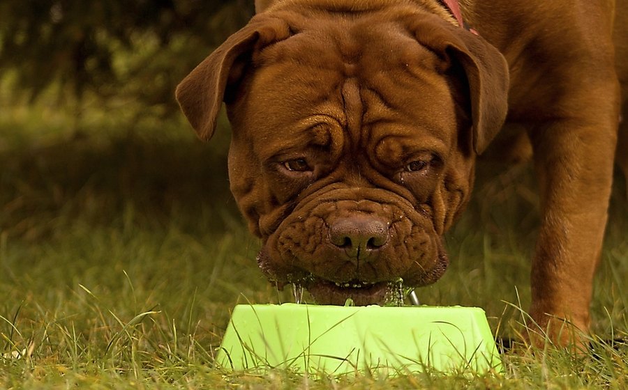 Plato de cerámica blanca servido con comida cocida para perro junto a un empaque azul abierto, sobre una mesa azul, encuadre horizontal de cerca