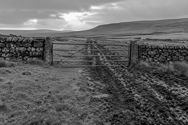 Picture for the field note