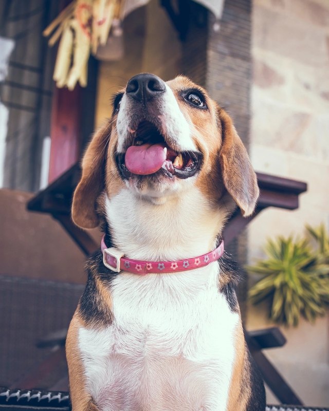 Ilustración 3D estilo juguete de un perro mestizo color caramelo con una oreja caída, sentado de frente y con la lengua afuera, cuerpo entero, fondo transparente