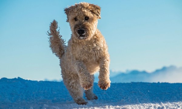 Ilustración de trazo grueso azul marino de un perro blanco con gorra azul que va sobre una patineta, con una caja azul de reparto en el lomo y líneas de velocidad detrás, sobre fondo azul cielo liso