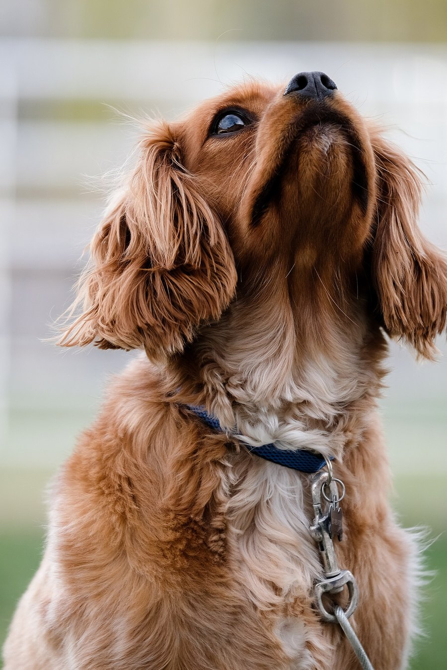 Primer plano del cuello de un perro de pelo dorado visto de lado, con un collar tejido verde y crudo y una placa redonda de latón, contra un cielo azul claro; flores amarillas desenfocadas en la parte inferior