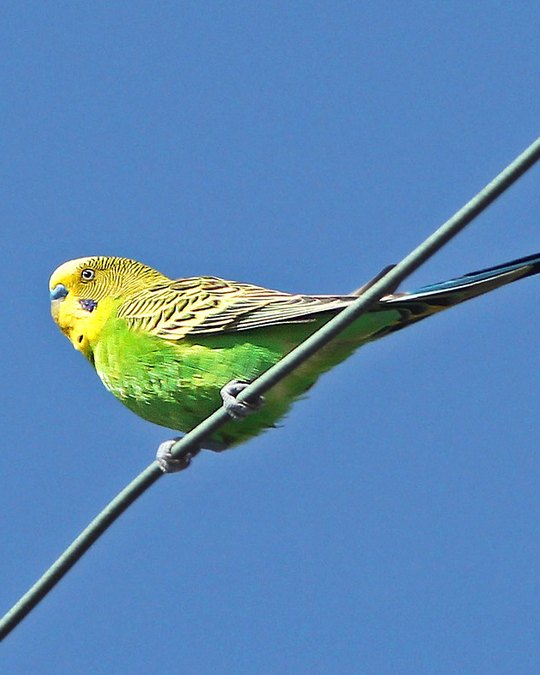 Foto de la categoría