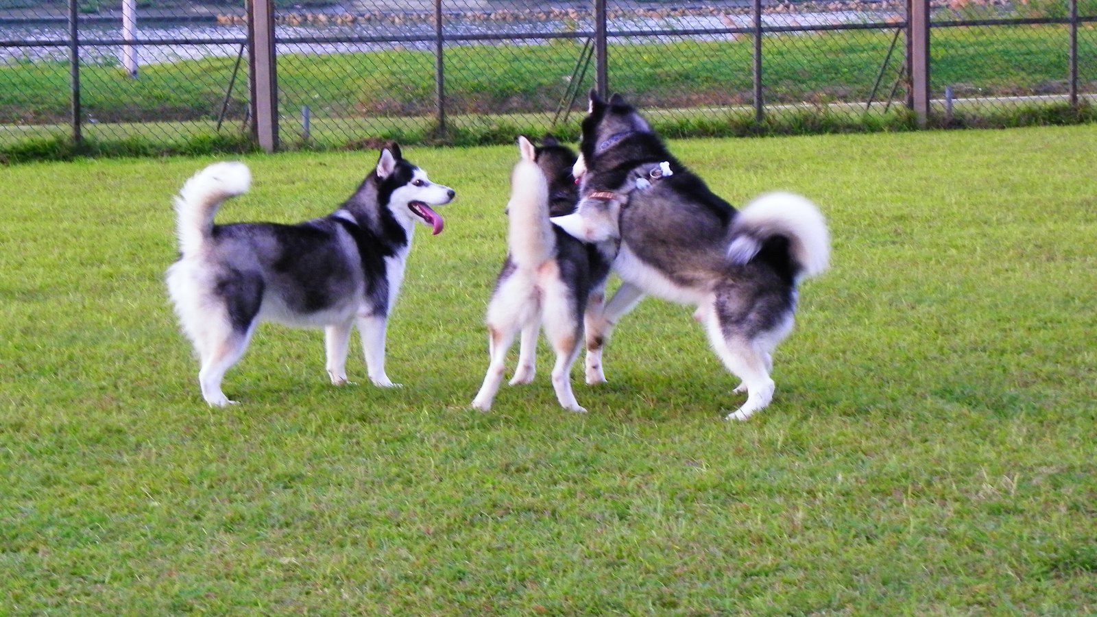 Patio de la guardería con césped sintético y varios perros jugando en grupo