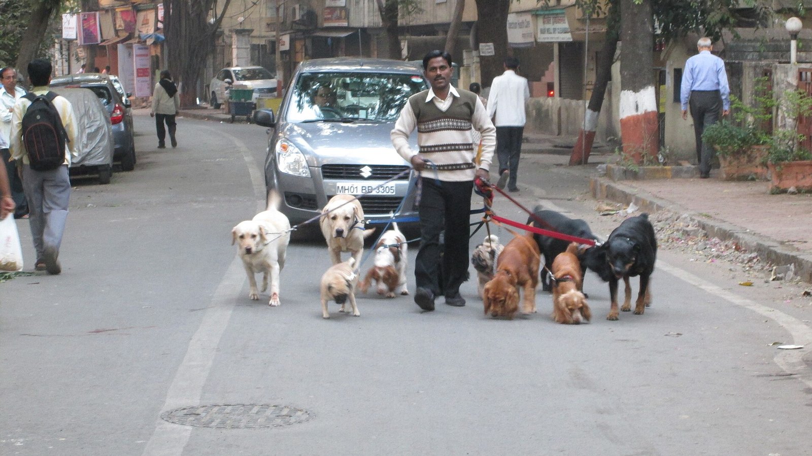 Fotografía de una paseadora con camiseta naranja caminando con cuatro perros con arnés por un parque arbolado, plano general, luz natural de la mañana